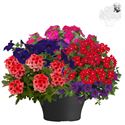Afbeelding van TP26 Patio Mix 5
